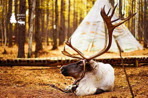 网红驯鹿吃瓜视频在线观看,萌态十足引网友热议