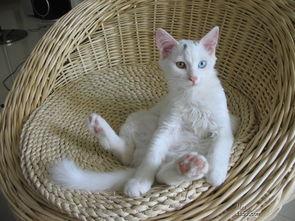 小白猫吃瓜视频全集,全程萌态，笑料连连