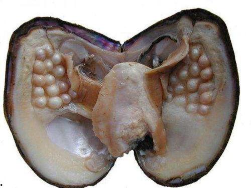 河蚌可以吃小瓜虫吗视频