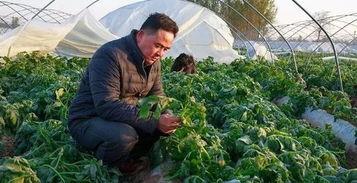 肥城吃瓜事件视频,一场引发热议的网络狂欢