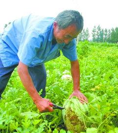 田间吃瓜教学视频,轻松掌握夏日消暑秘籍