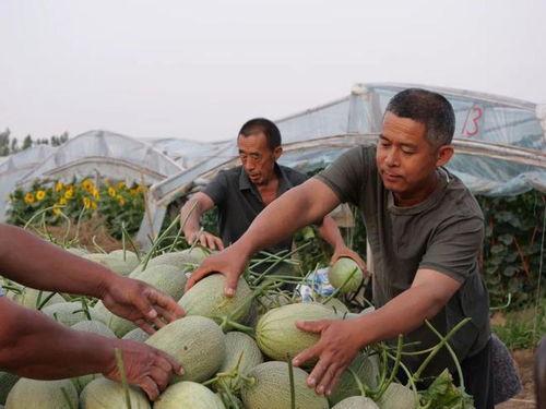 村里八卦吃瓜视频大全,吃瓜视频大全，笑料百出，趣味横生