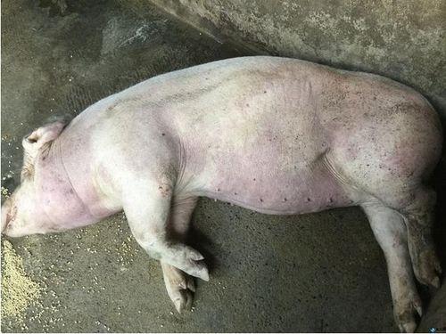 给猪吃瓜会生病吗视频,了解瓜类对猪的影响
