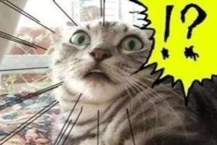 吃瓜小熊生小猫视频大全,趣味盎然的小猫成长记