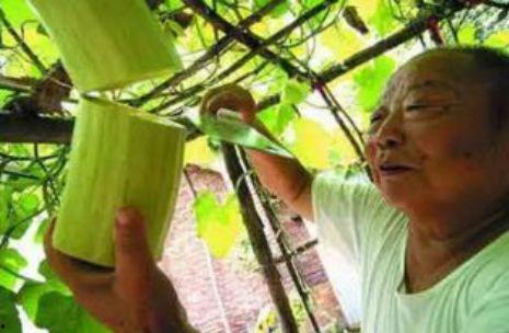 砍瓜真能砍着吃吗视频,砍瓜真能砍着吃？揭秘神奇瓜果的食用奥秘