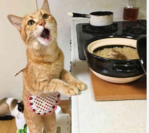 做饭的猫吃瓜视频大全,瓜果飘香，萌宠美食视频大盘点