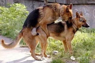 吃瓜小狗现场视频播放在线观看,吃瓜小狗视频直播，精彩瞬间不容错过