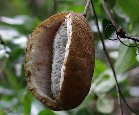 四川娃吃八月瓜视频,解锁夏日清新美味