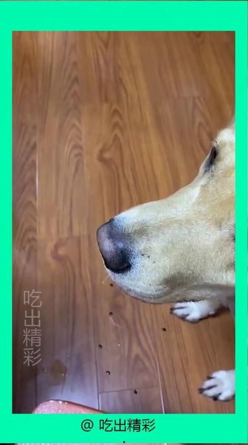 小狗吃瓜吐籽视频播放,小狗吃瓜吐籽萌态视频走红网络