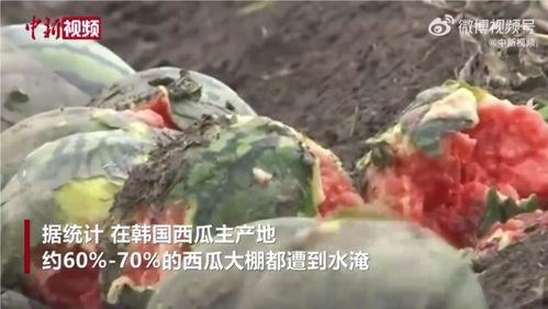 宁陵县吃瓜事件视频最新,一场引发热议的网络风波