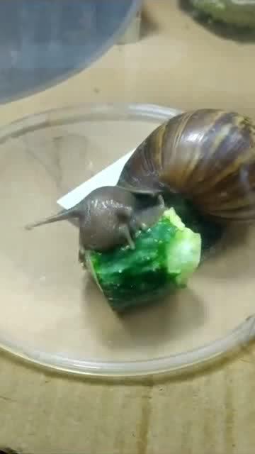 蜗牛视频吃瓜,揭秘娱乐圈吃瓜背后的真相