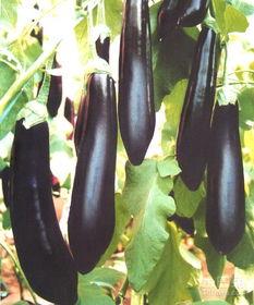 孩子吃茄瓜视频教程,孩子喜爱的茄瓜美食视频教程