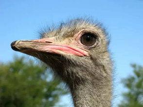 鸵鸟吃佛手瓜吗会死吗视频