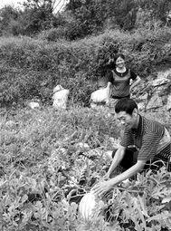 美国画家吃瓜事件视频大全,视频大全背后的争议与反思