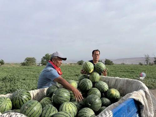 长垣吃瓜视频最全观看,全方位揭秘，不容错过的精彩瞬间