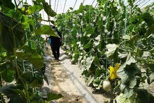 吃瓜视频真实案例,网络直播背后的真实故事