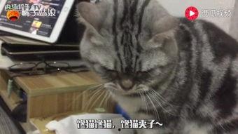 小瓜能给猫吃吗视频教程,视频教程揭秘猫咪饮食奥秘