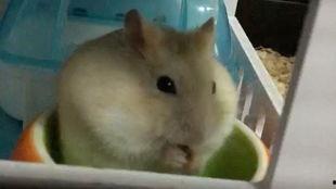 仓鼠宝宝夏天吃瓜视频,仓鼠宝宝欢乐吃瓜时光