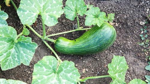 吃瓠瓜好放屁正常吗视频,吃瓠瓜放屁正常？揭秘食物与气体反应的秘密