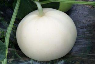 吃梨瓜中毒视频真实,吃梨瓜中毒事件引发社会关注