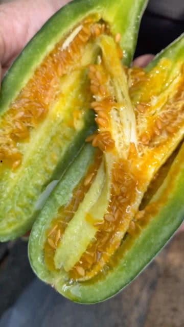 吃蜜瓜甜瓜视频