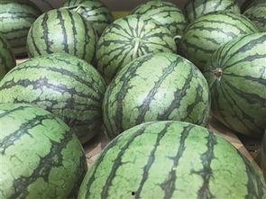 地瓜-视频 吃瓜,吃瓜群众的欢乐盛宴