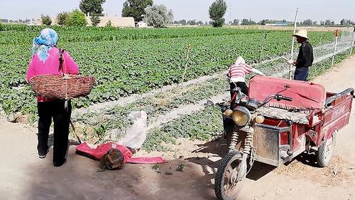 农民吃瓜群众视频,揭秘田间地头的欢乐时光
