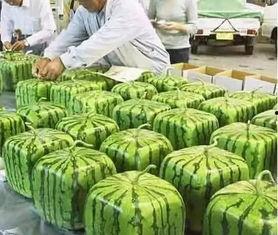 宁夏大学吃瓜视频,揭秘校园生活趣味瞬间