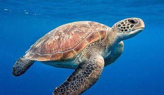 尼加拉瓜人吃海龟吗视频,海龟保护与当地饮食习惯的冲突