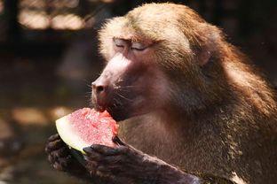 吃瓜小熊孙悟空腹肌视频,吃瓜小熊版独家揭秘