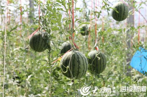 涞源县吃瓜事件视频,一场网络舆论的风暴与反思