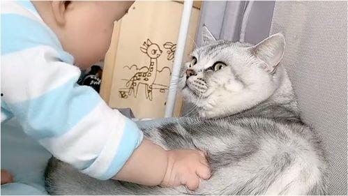 搞笑猫吃瓜配音片段视频