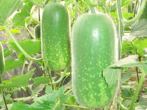 三叉戟吃瓜视频大全,揭秘娱乐圈幕后风云